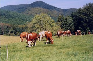 Herkunft unserer hervorragenden Schlachtiere